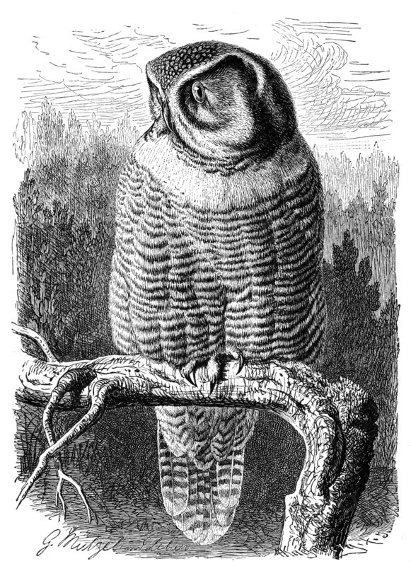 Bird