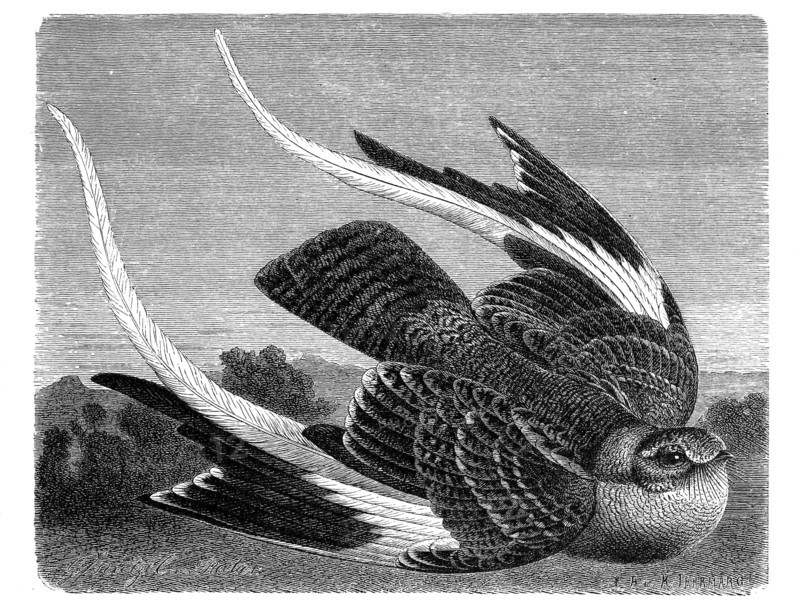Bird