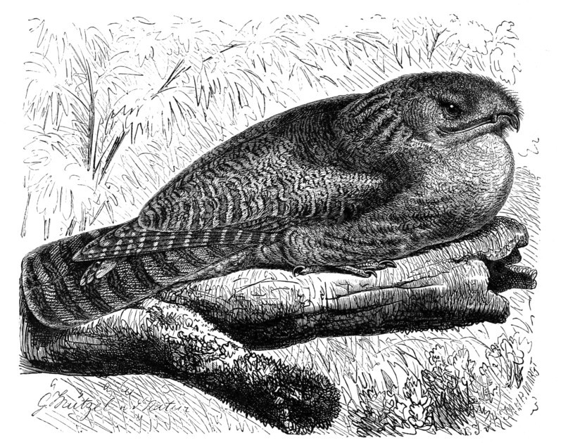 Bird