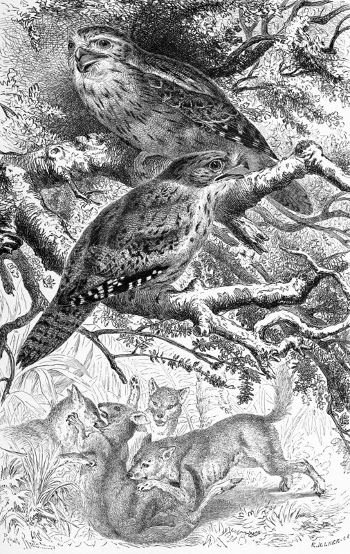 Bird