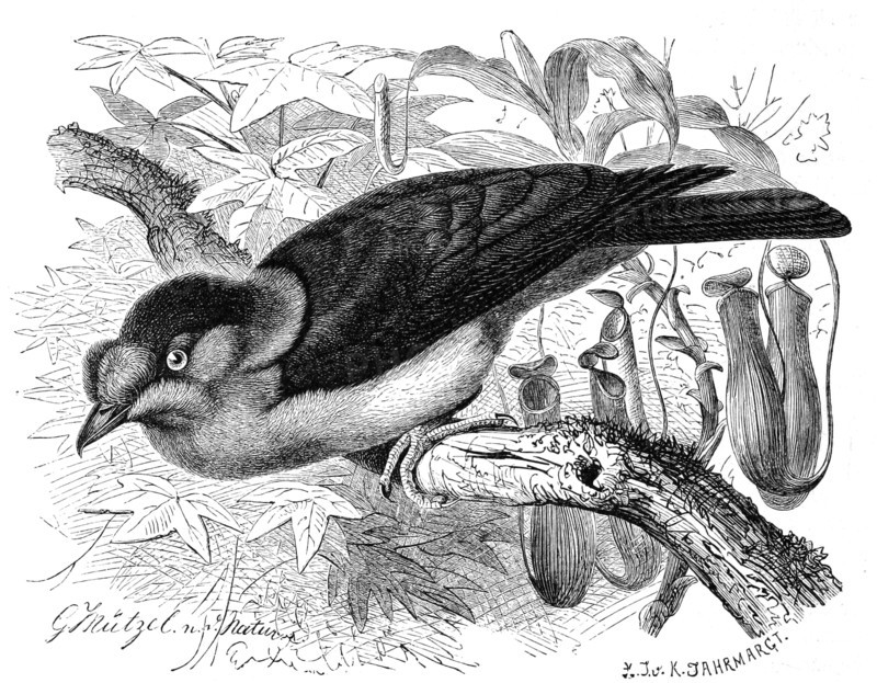 Bird