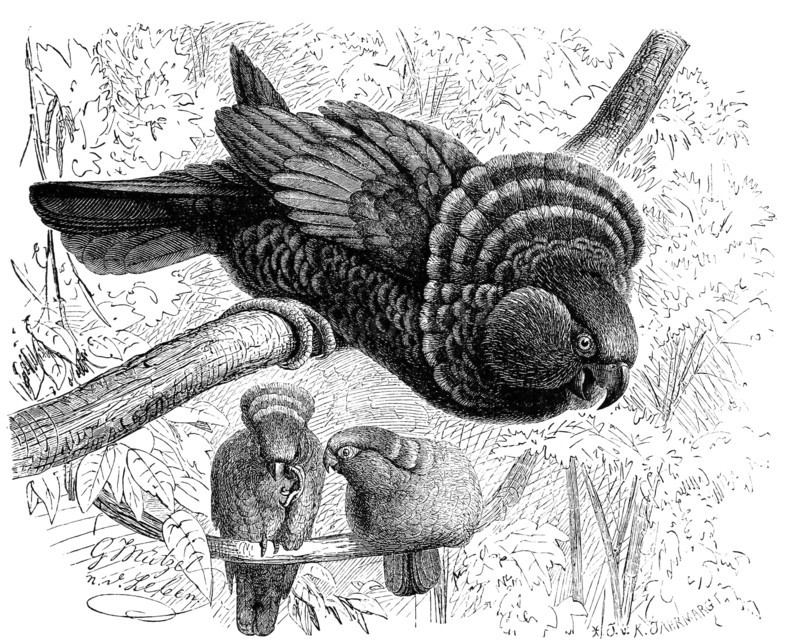 Bird