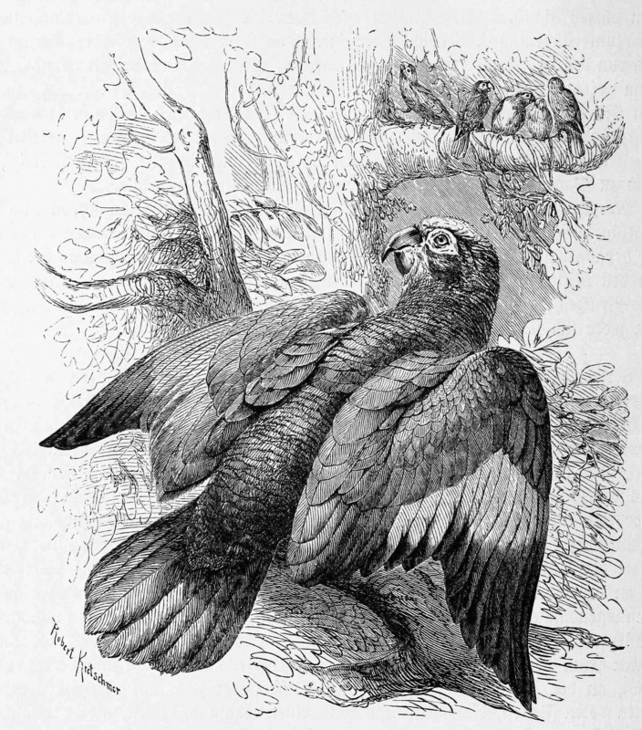 Bird
