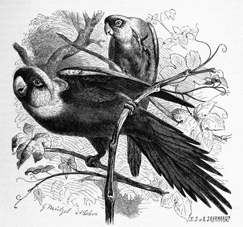 Bird
