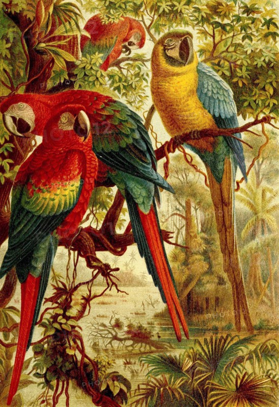 Bird
