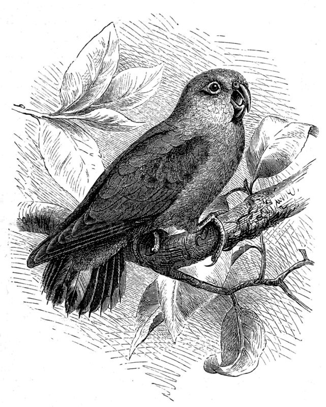 Bird