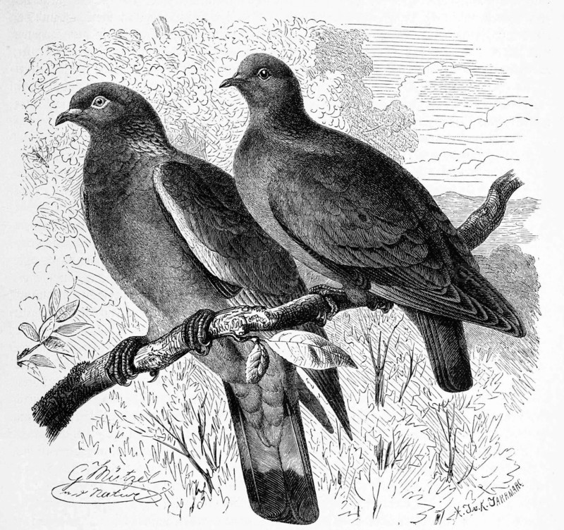 Bird