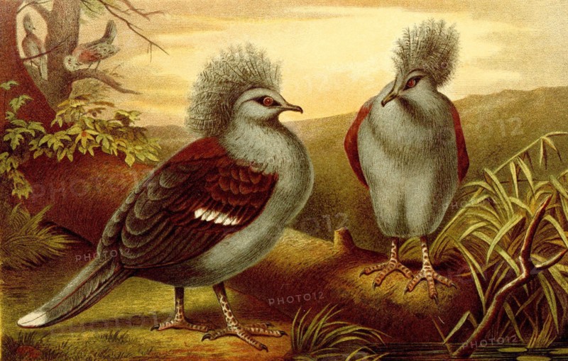 Bird