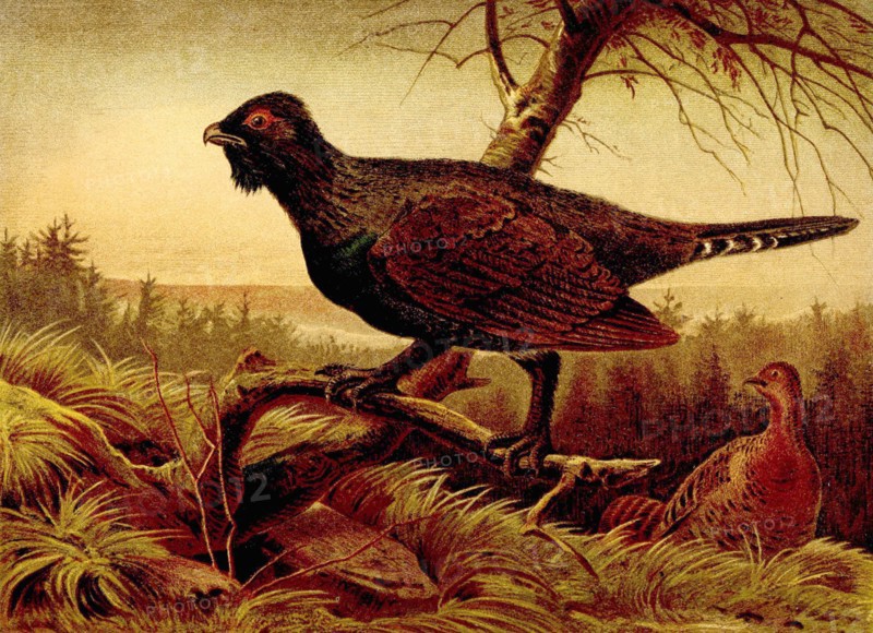 Bird