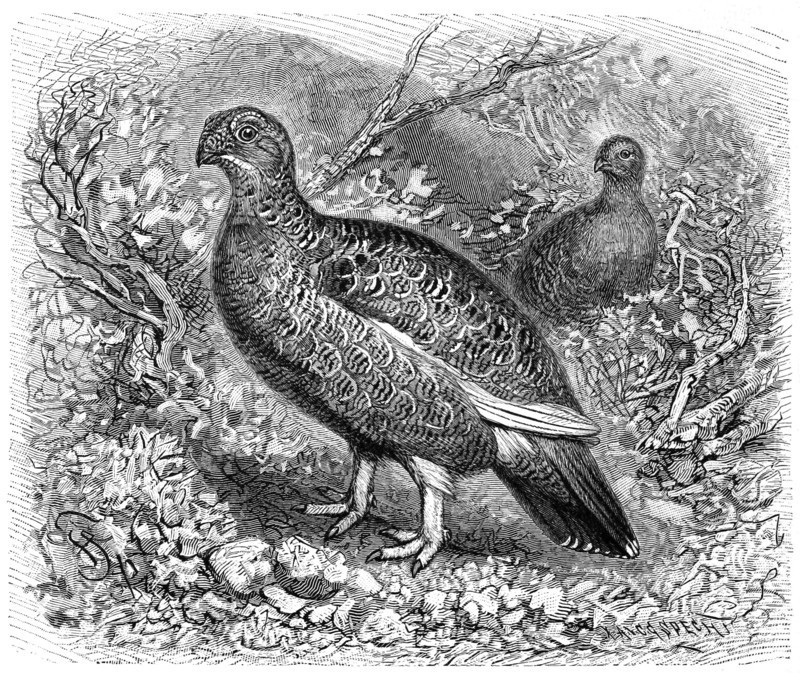Bird