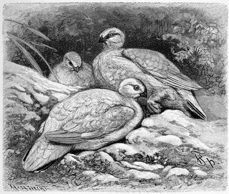 Bird