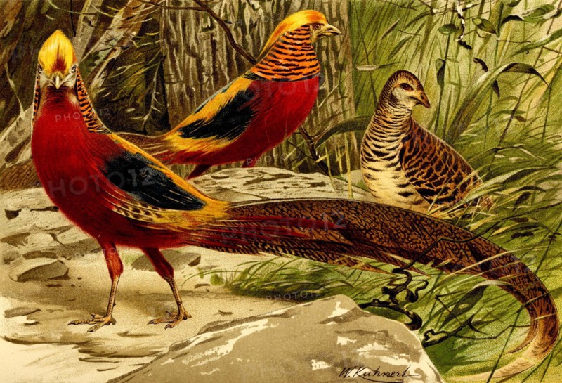 Bird