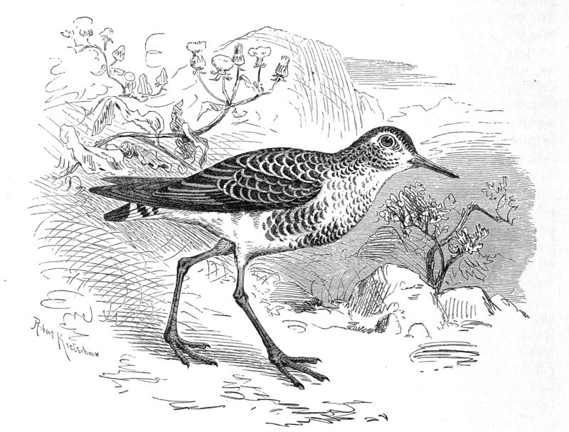 Bird