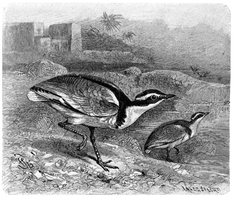 Bird