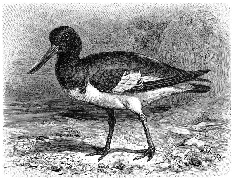 Bird