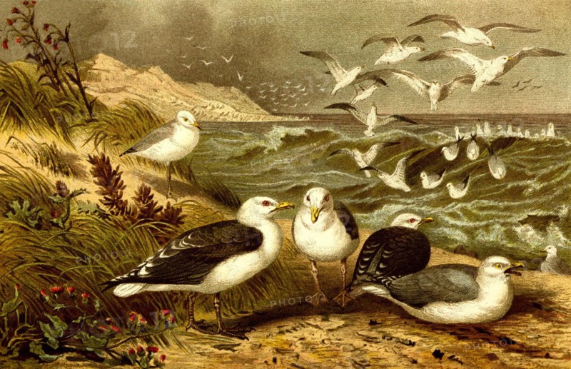 Bird