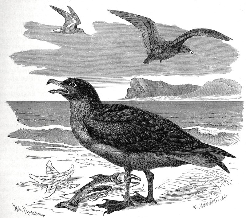 Bird