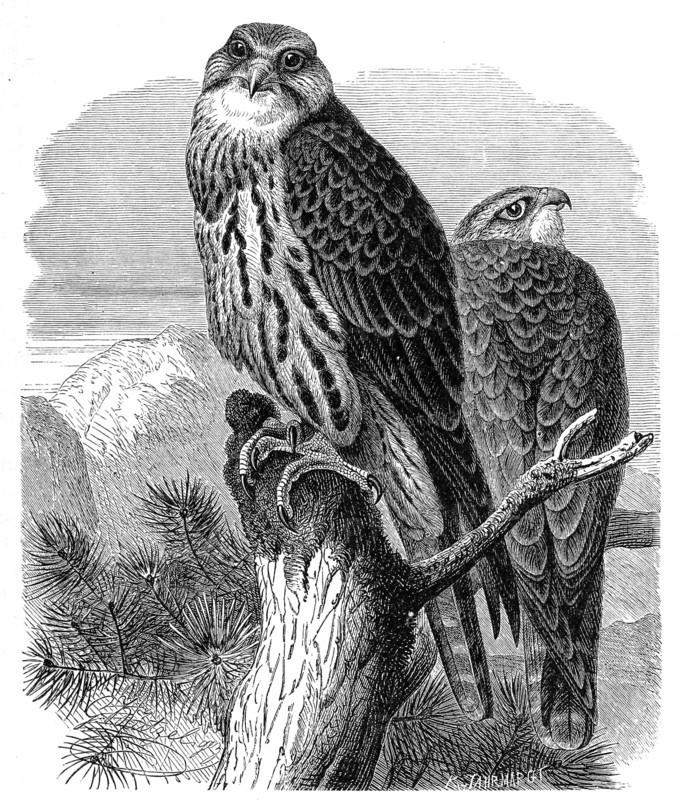 Bird