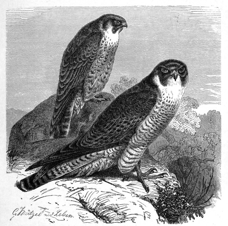 Bird