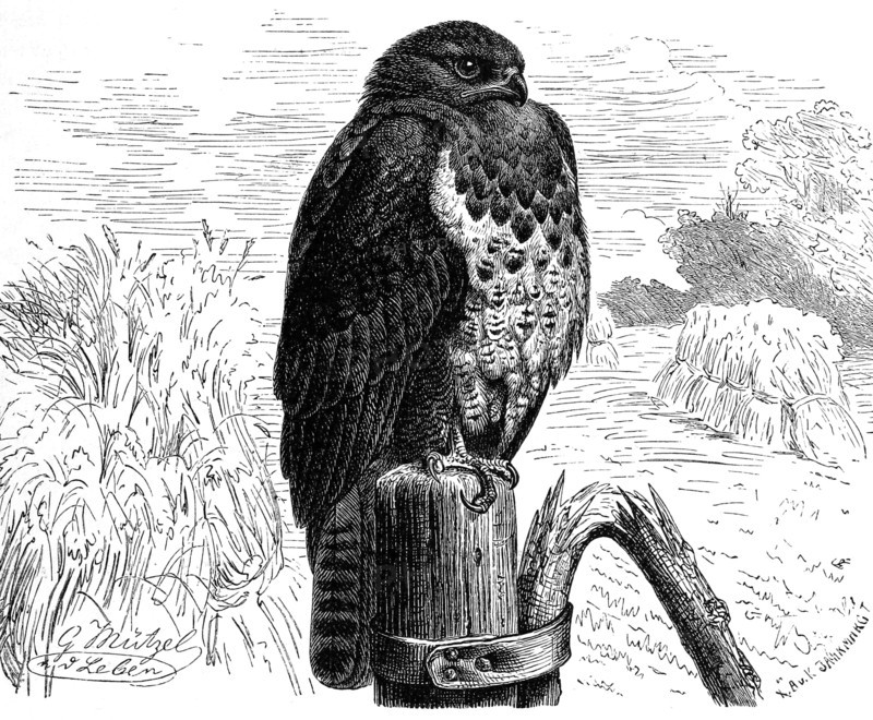Bird