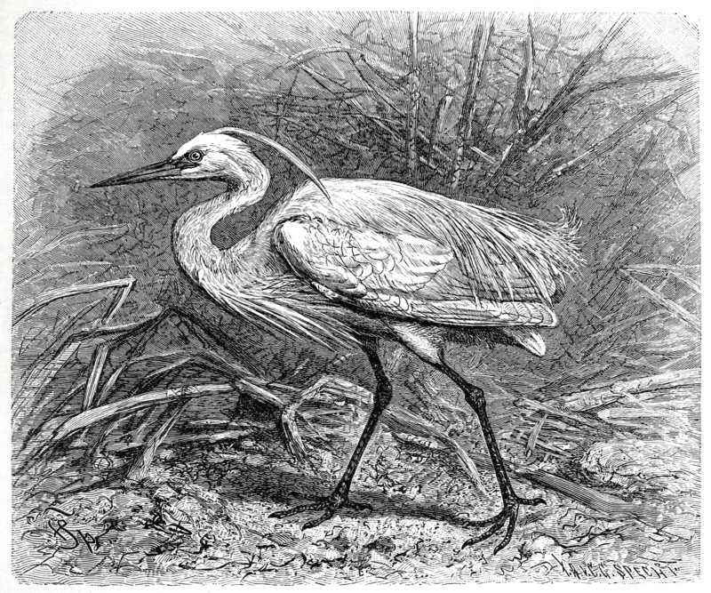Bird