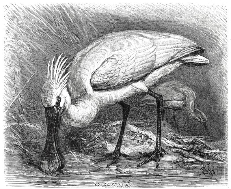 Bird