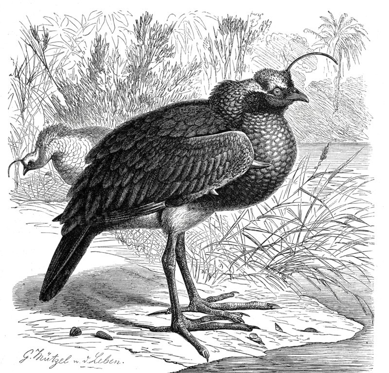 Bird