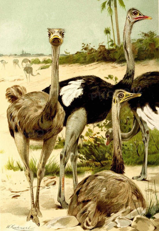 Bird