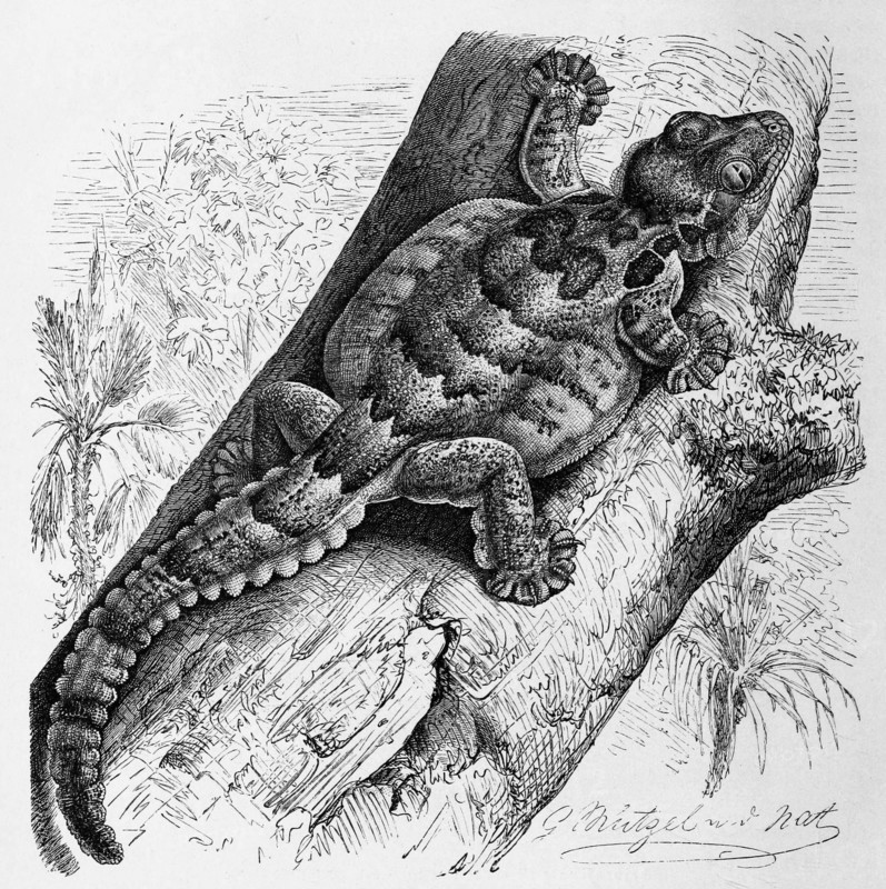 Wrinkled Gecko