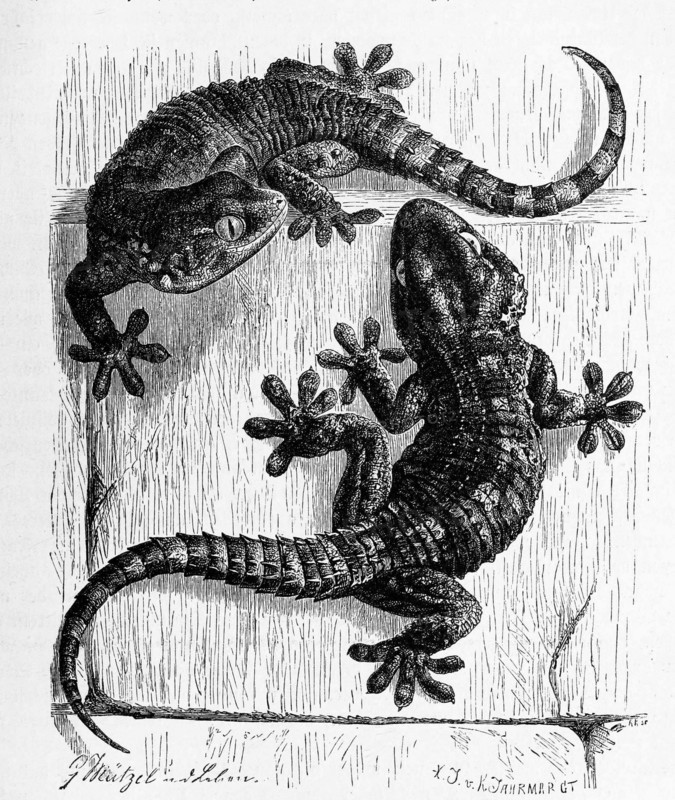 Wall Gecko