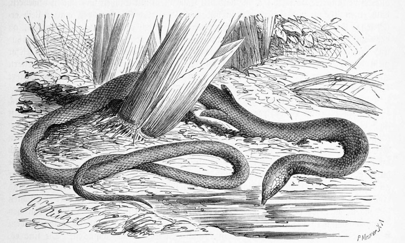 Snake Fin Foot