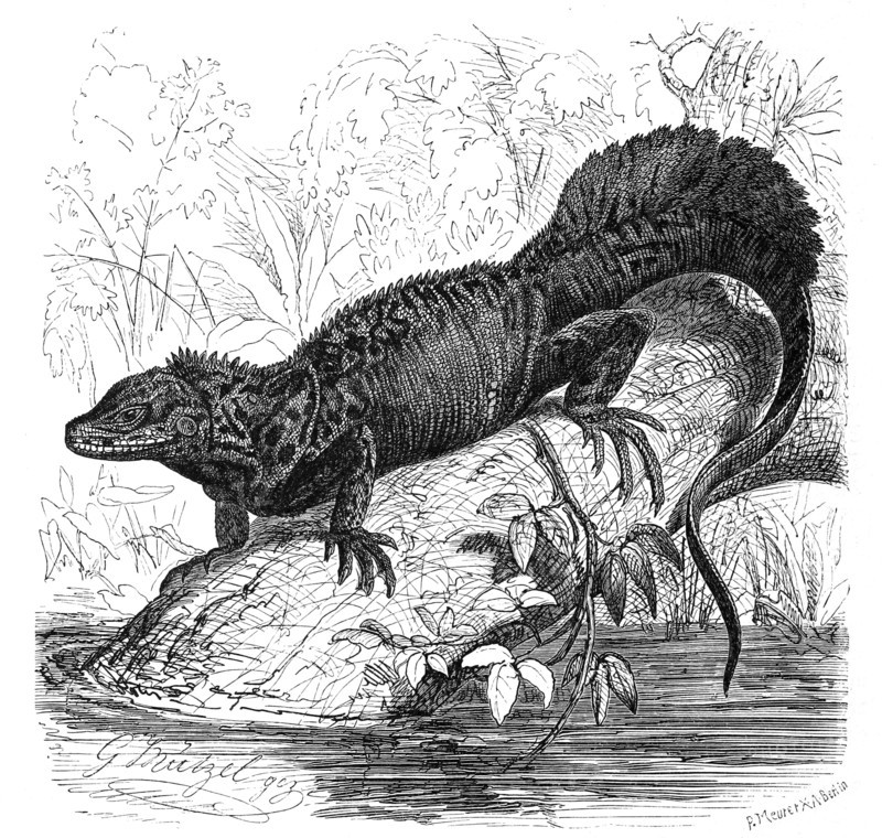 Ambon Sea Lizard