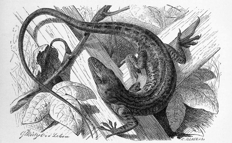 Red-Throated Anoles