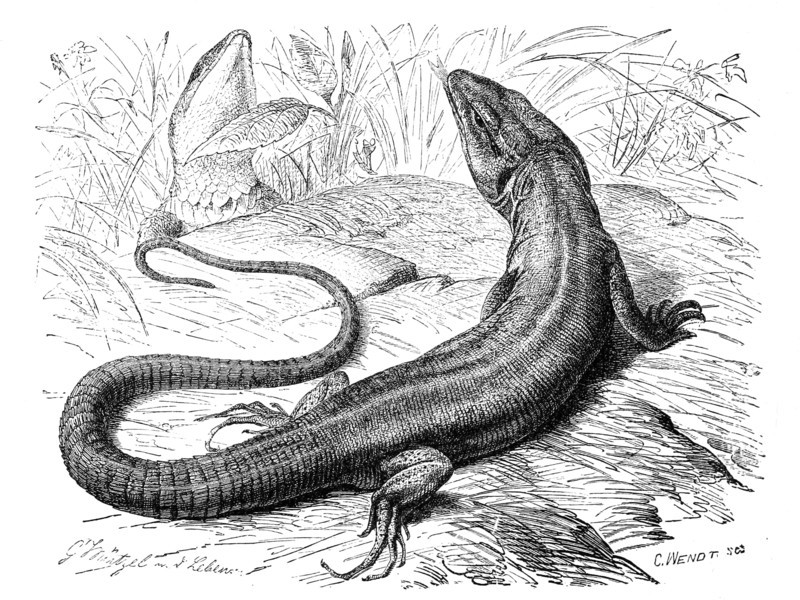 Eastern Green Lizard