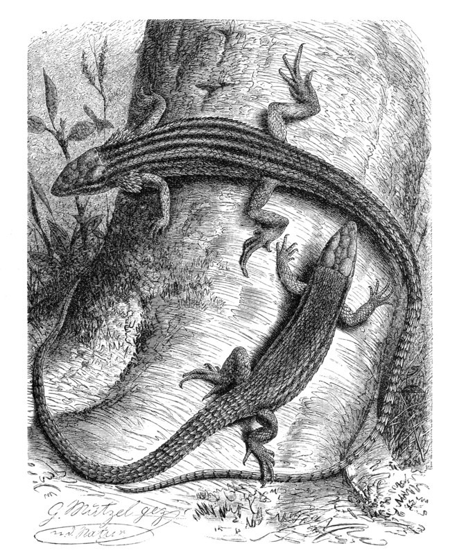 Keel Lizard