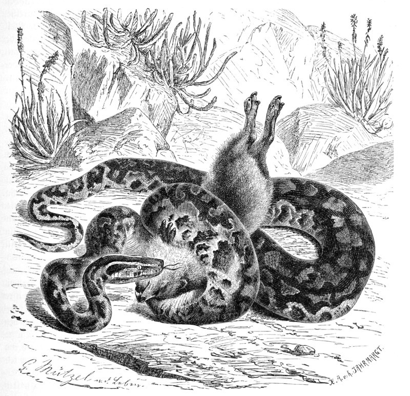 Reptiles