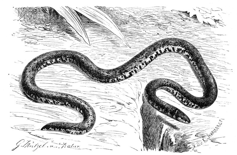 Reptiles