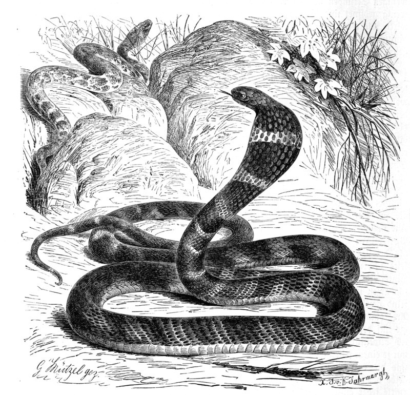 Reptiles