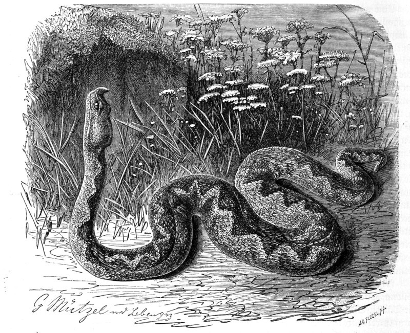 Reptiles