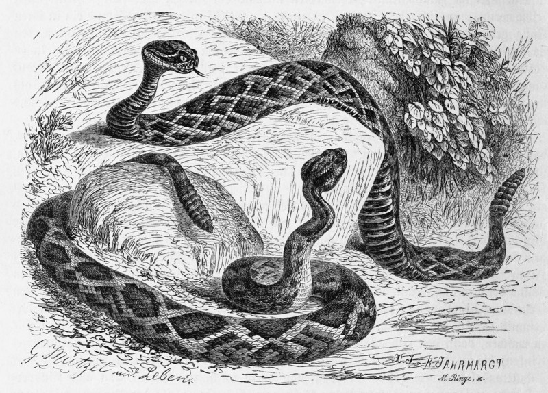 Reptiles