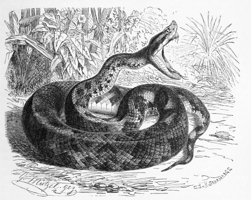 Reptiles