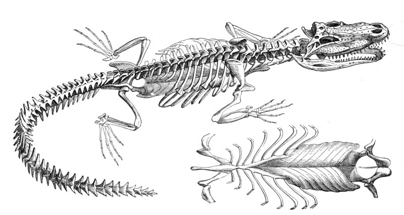 Reptiles