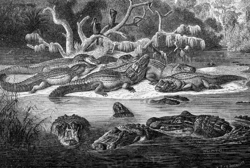 Reptiles