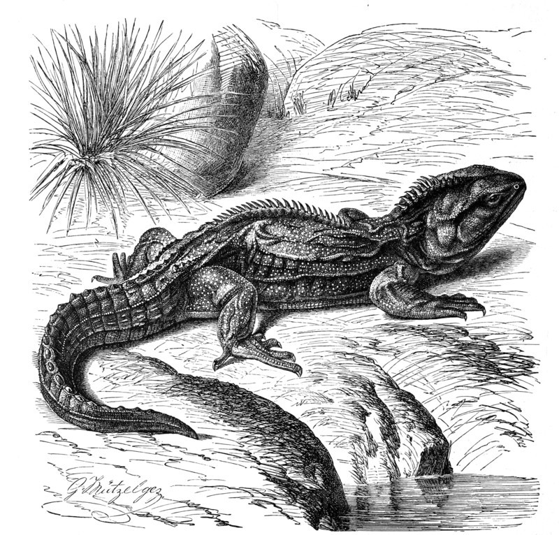 Reptiles