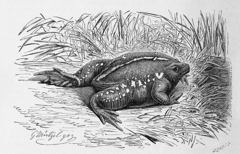 Reptiles
