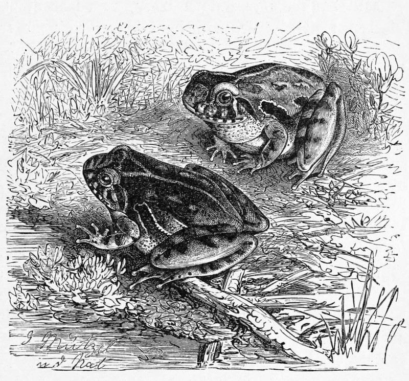 Reptiles