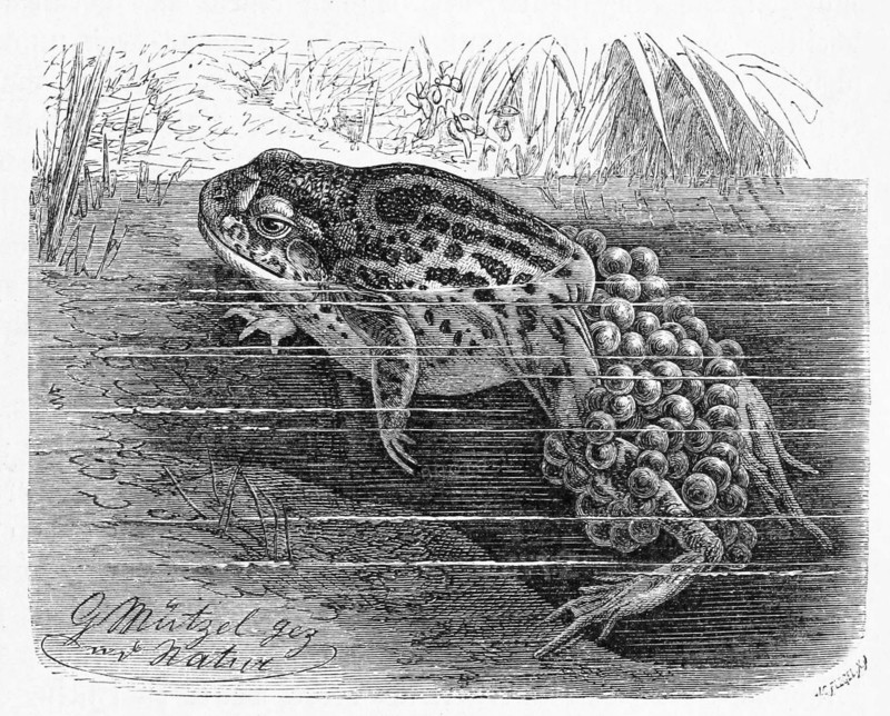 Reptiles