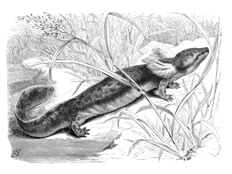 Reptiles