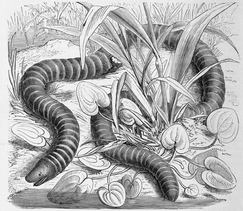 Reptiles