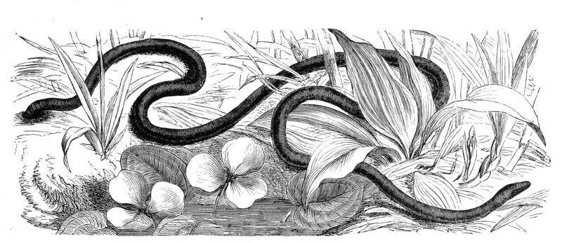 Reptiles